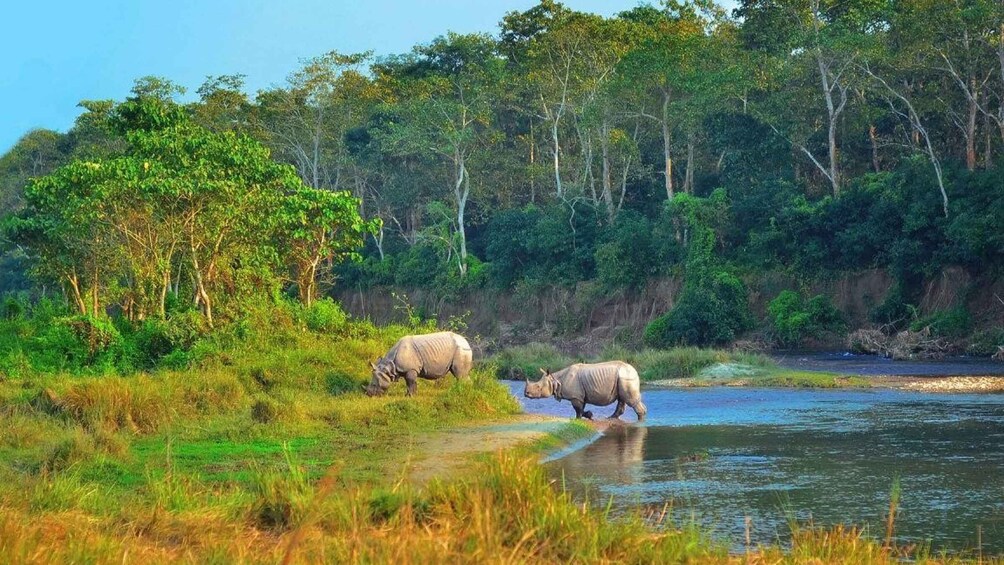 Picture 12 for Activity From Kathmandu: Trishuli River Rafting with Chitwan Tour