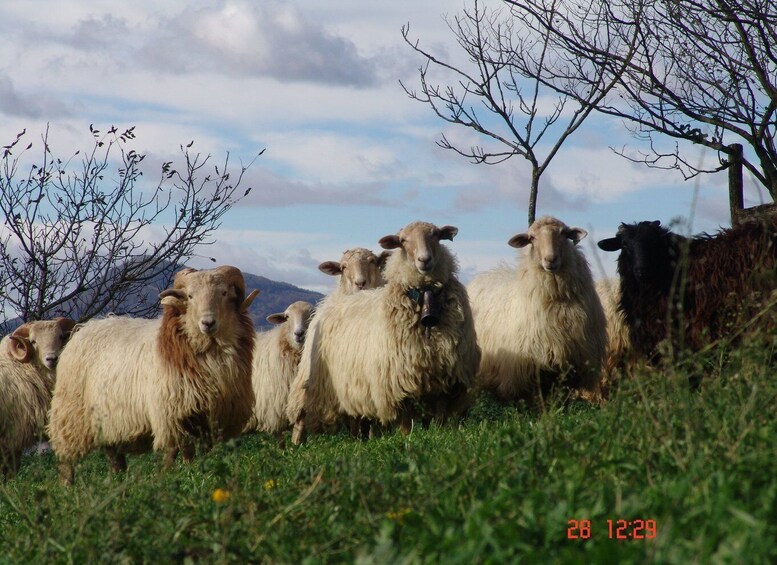 Picture 2 for Activity Idiazabal cheese tour from San Sebastian