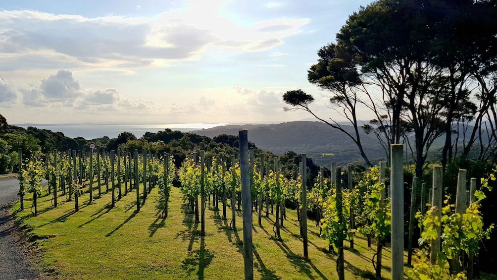 Picture 4 for Activity Waiheke: Scenic Taste and Graze Tour with Wine, Beer, Food