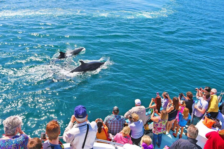 Picture 4 for Activity Newport Beach: Whale and Dolphin-Watching Cruise