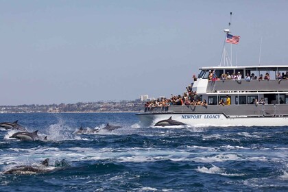 Newport Beach : Croisière d’observation des baleines et des dauphins