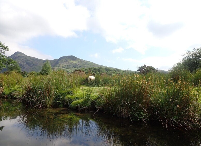 Picture 6 for Activity Snowdonia: Guided Kayak Adventure