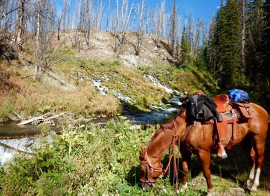 Jackson Hole: Middag og Bridger-Teton ridetur på hesteryggen