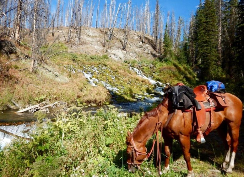 Jackson Hole: Dinner Cookout & Bridger-Teton Horseback Ride