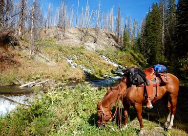 Jackson Hole: Dinner Cookout & Bridger-Teton Horseback Ride