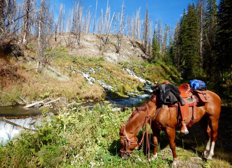 Jackson Hole: Dinner Cookout & Bridger-Teton Horseback Ride