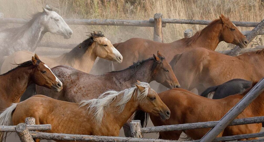 Picture 3 for Activity Jackson Hole: Dinner Cookout & Bridger-Teton Horseback Ride