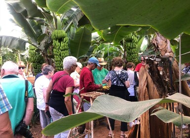 Tenerife : Saveurs et vins de Tenerife Gastronomie excursion