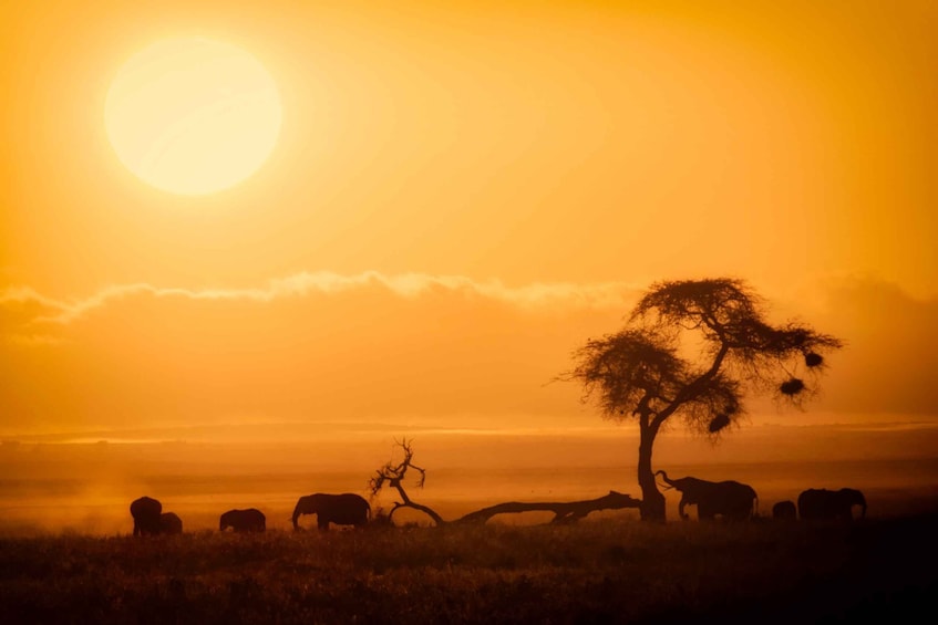 Picture 8 for Activity Amboseli National Park: Overnight and Safari