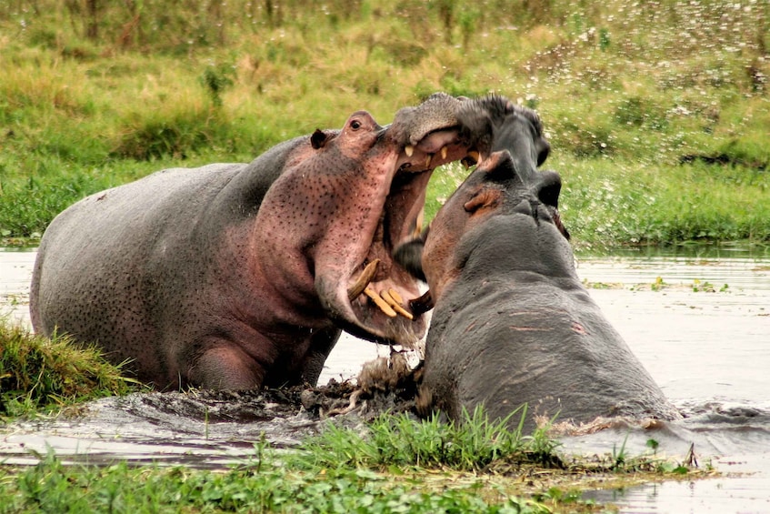 Picture 6 for Activity Amboseli National Park: Overnight and Safari