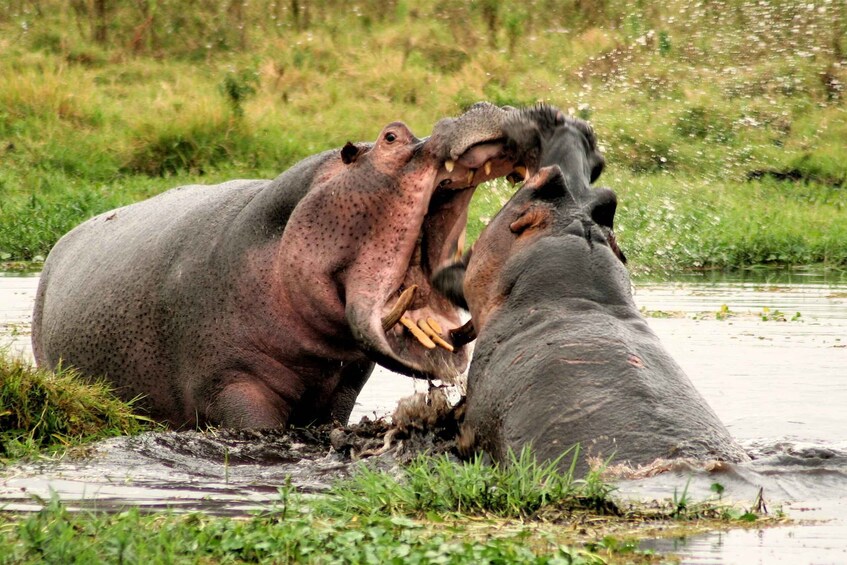 Picture 6 for Activity Amboseli National Park: Overnight and Safari