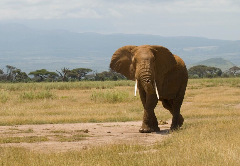 Picture 5 for Activity Amboseli National Park: Overnight and Safari