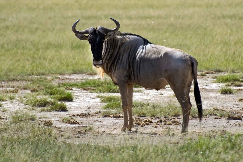 Picture 7 for Activity Amboseli National Park: Overnight and Safari