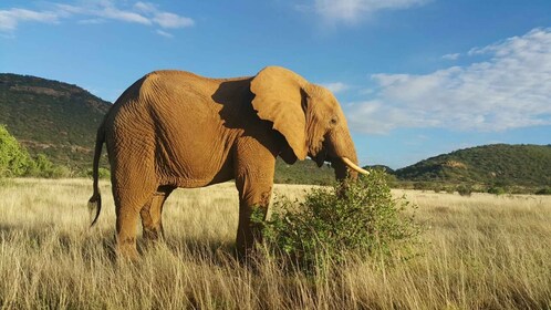 Amboseli nationalpark: Övernattning och safari