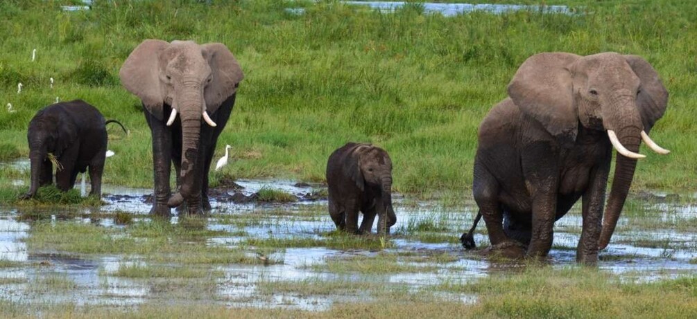 Picture 1 for Activity Amboseli National Park: Overnight and Safari
