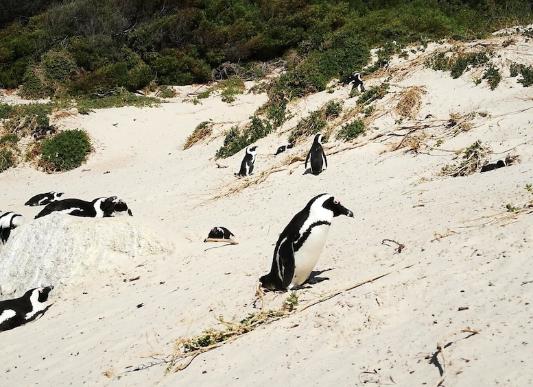 Picture 2 for Activity From Cape Town/Stellenbosch: Cape Peninsula Private Day Trip