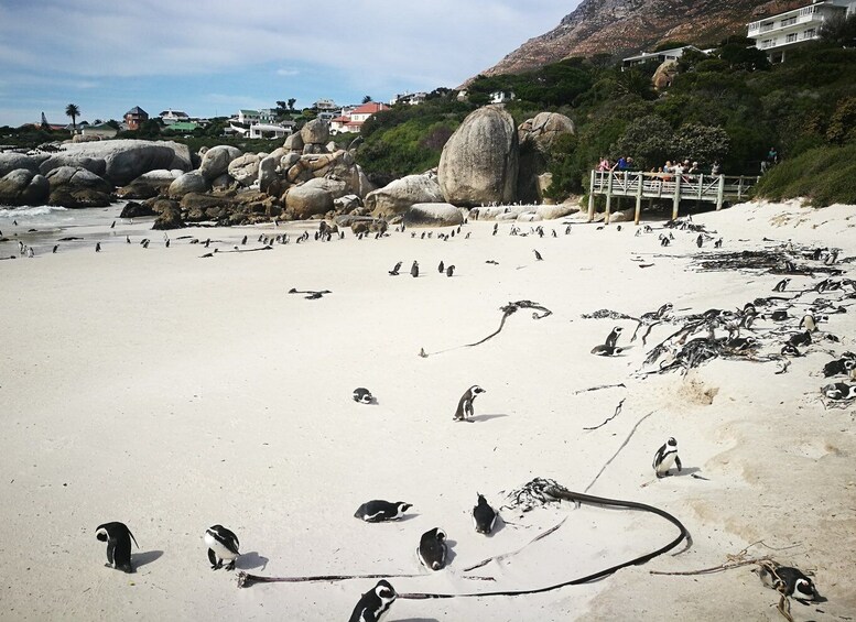 Picture 3 for Activity From Cape Town/Stellenbosch: Cape Peninsula Private Day Trip