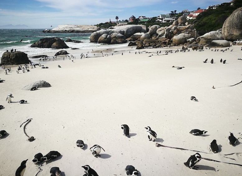 Picture 6 for Activity From Cape Town/Stellenbosch: Cape Peninsula Private Day Trip