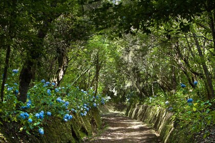 Madeira: Excursión guiada a pie de día completo por la Selva de Laurisilva