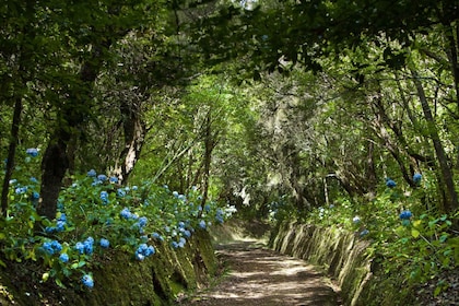 Madère : Journée entière de promenade guidée dans la forêt de lauriers