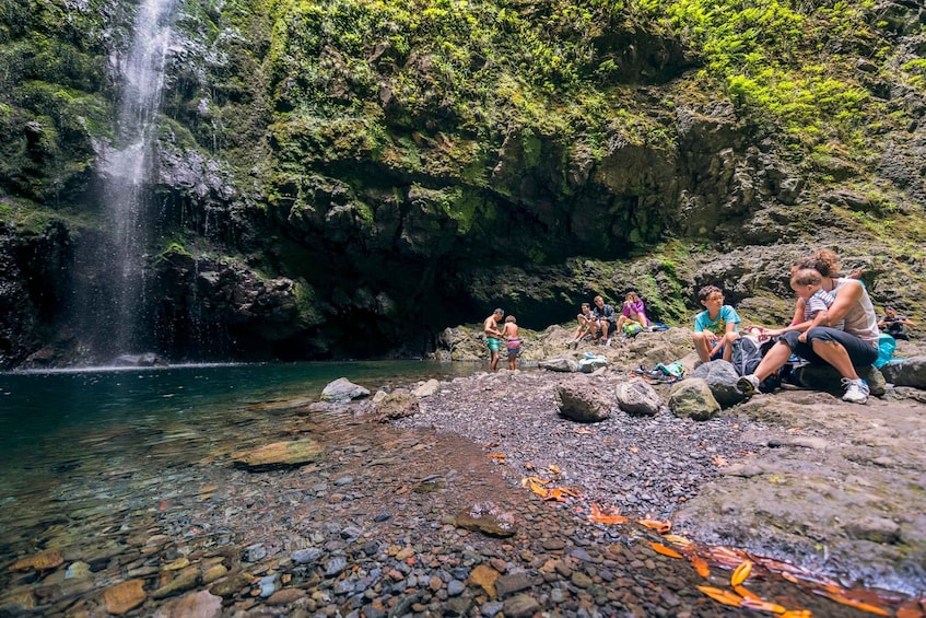 Picture 3 for Activity Madeira: Full-Day Laurel Forest Guided Walking Tour