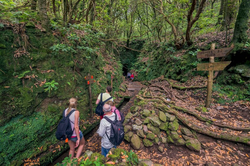 Picture 1 for Activity Madeira: Full-Day Laurel Forest Guided Walking Tour