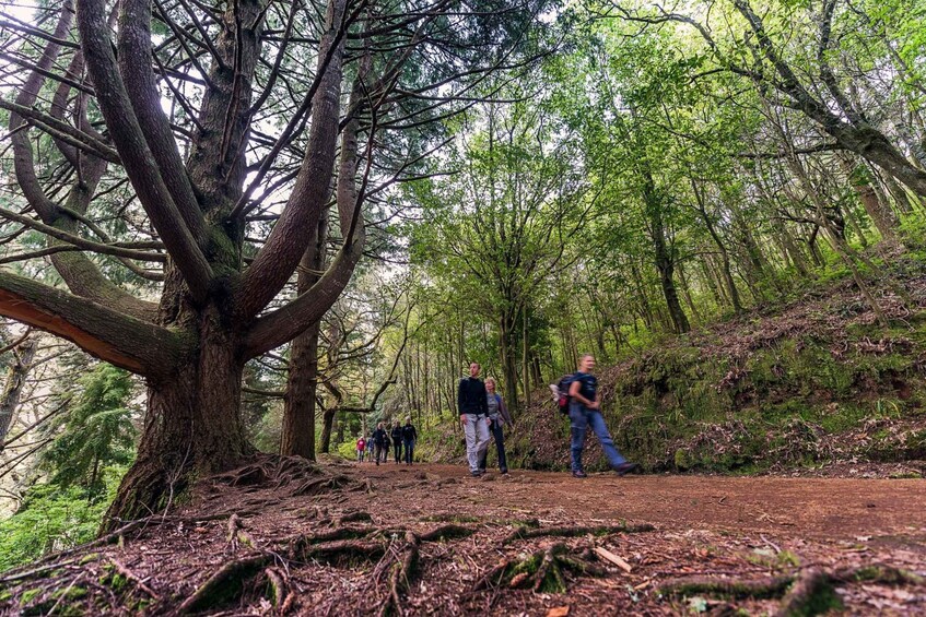 Picture 4 for Activity Madeira: Full-Day Laurel Forest Guided Walking Tour