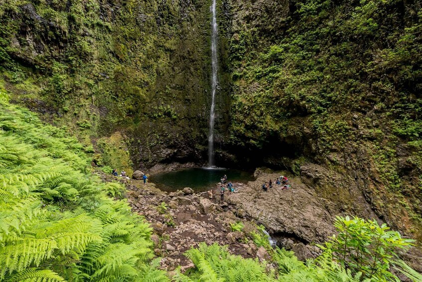 Picture 2 for Activity Madeira: Full-Day Laurel Forest Guided Walking Tour