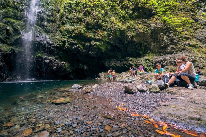 Picture 3 for Activity Madeira: Full-Day Laurel Forest Guided Walking Tour