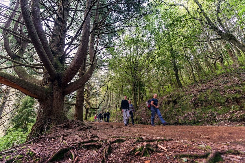 Picture 4 for Activity Madeira: Full-Day Laurel Forest Guided Walking Tour