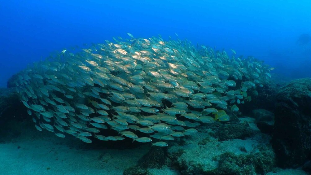 Picture 3 for Activity Puerto del Carmen: Snorkeling Trip with Dive Instructor