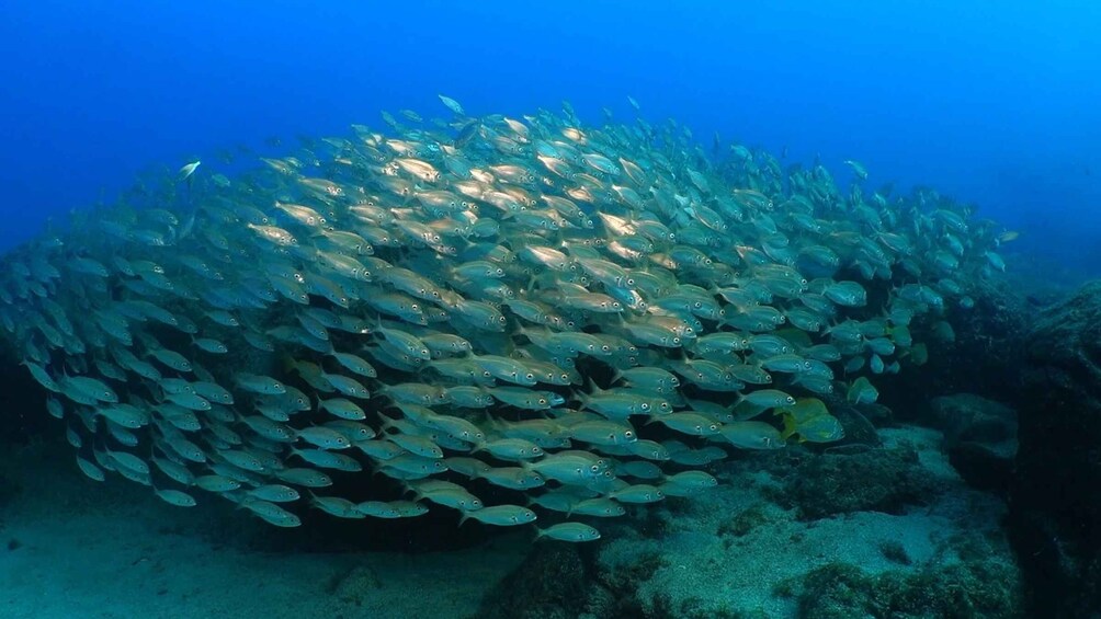 Picture 3 for Activity Puerto del Carmen: Snorkeling Trip with Dive Instructor