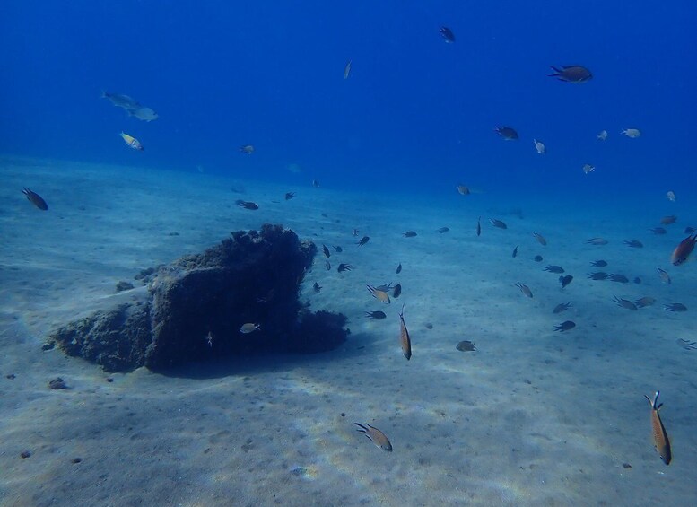 Picture 11 for Activity Puerto del Carmen: Snorkeling Trip with Dive Instructor