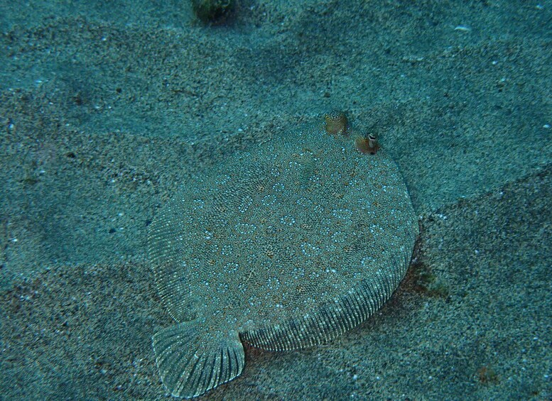 Picture 9 for Activity Puerto del Carmen: Snorkeling Trip with Dive Instructor