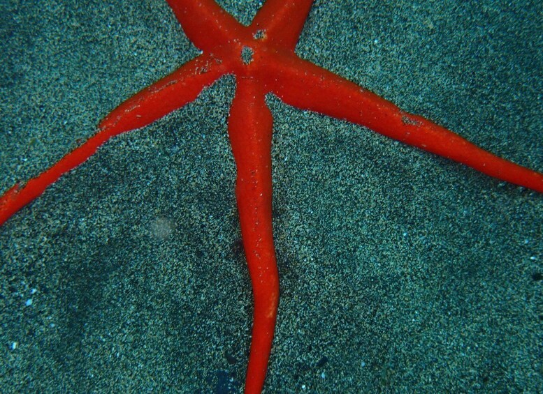 Picture 4 for Activity Puerto del Carmen: Snorkeling Trip with Dive Instructor