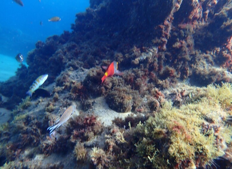 Picture 10 for Activity Puerto del Carmen: Snorkeling Trip with Dive Instructor