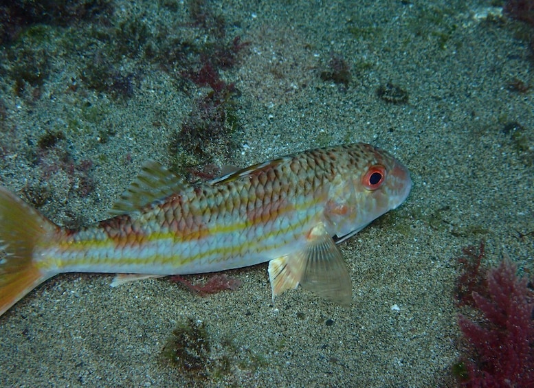 Picture 5 for Activity Puerto del Carmen: Snorkeling Trip with Dive Instructor