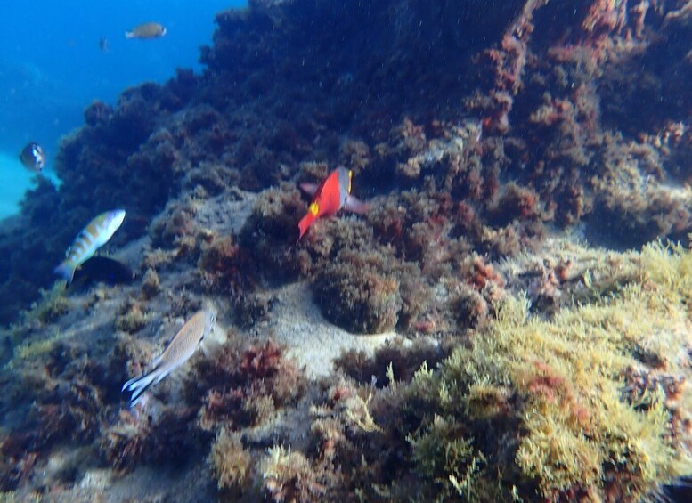 Picture 10 for Activity Puerto del Carmen: Snorkeling Trip with Dive Instructor