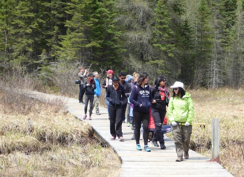 Picture 12 for Activity From Toronto: Algonquin Park Hiking Adventure Tour