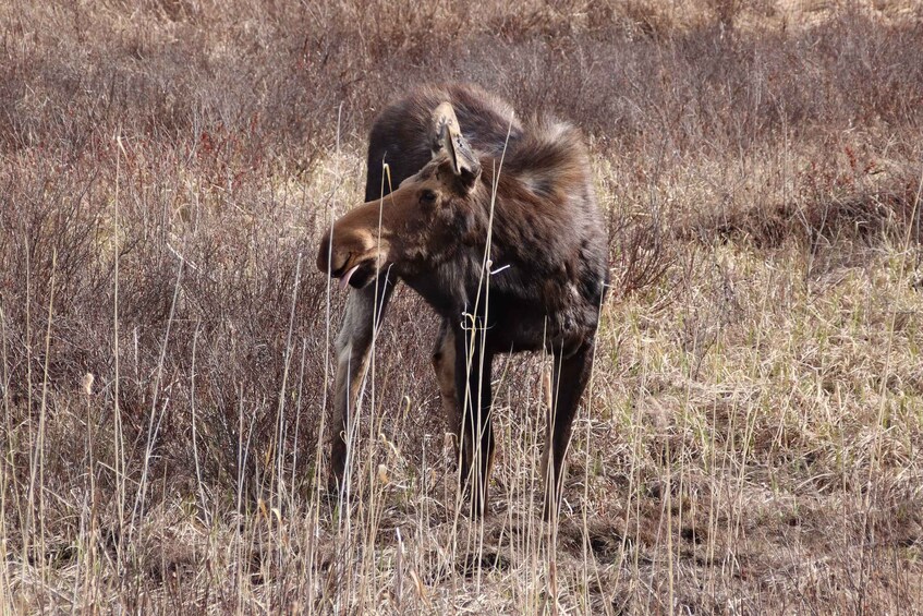 Picture 3 for Activity From Toronto: Algonquin Park Hiking Adventure Tour