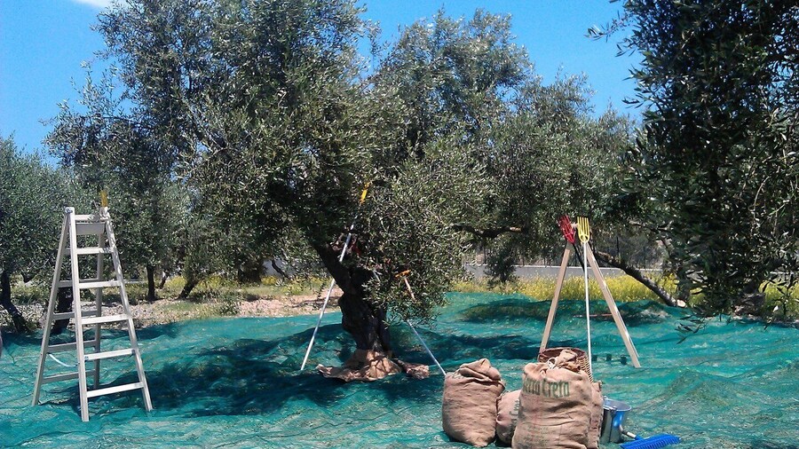 The Terra Creta Olive Oil Experience Tour