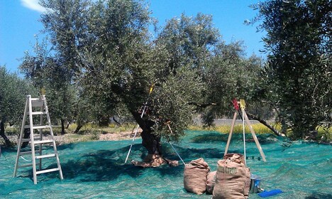 La visite de l’expérience de l’huile d’olive Terra Creta