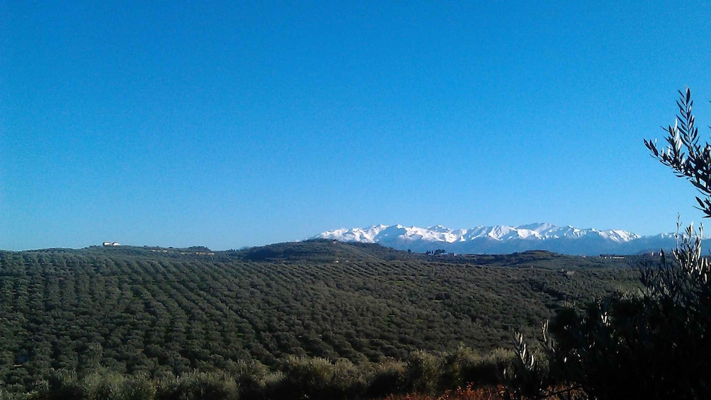 Picture 2 for Activity The Terra Creta Olive Oil Experience Tour