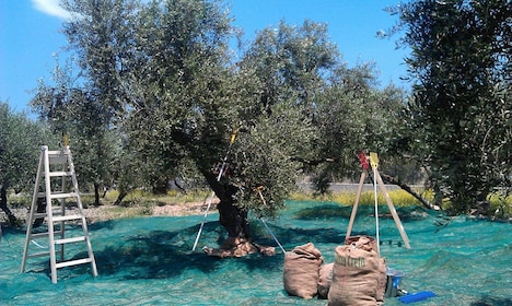 L'expérience de l'huile d'olive Terra Creta