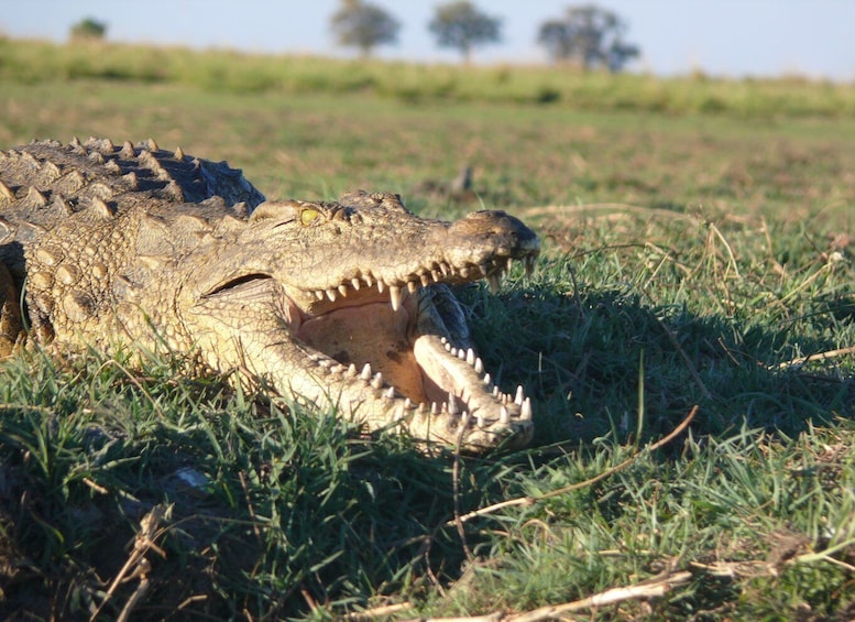 Picture 7 for Activity Hwange National Park Day Trip from Victoria Falls