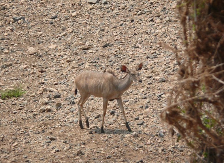 Picture 1 for Activity Hwange National Park Day Trip from Victoria Falls