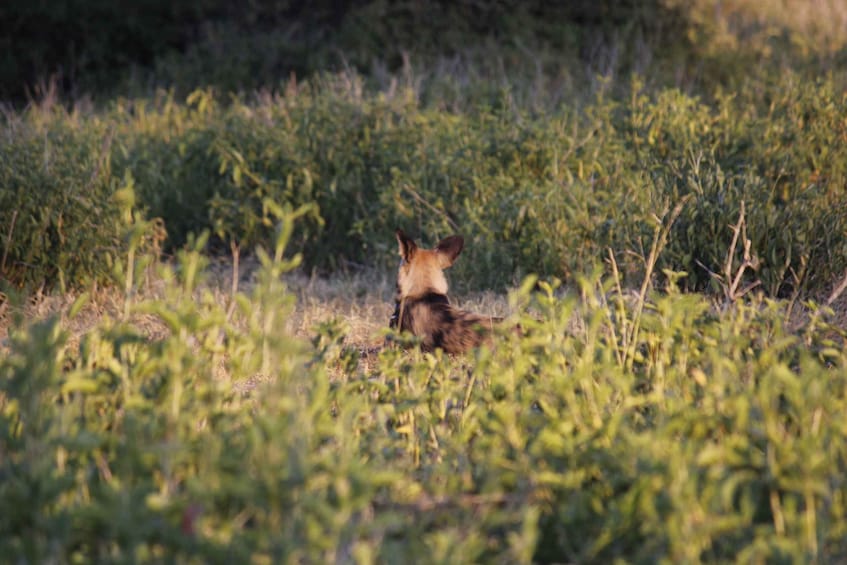 Picture 9 for Activity Hwange National Park Day Trip from Victoria Falls