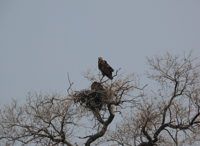 Picture 5 for Activity Hwange National Park Day Trip from Victoria Falls