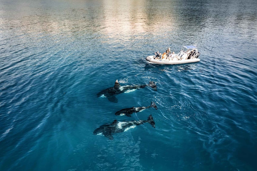 Picture 3 for Activity Whitianga: Cathedral Cove Adventure Boat Tour and Snorkeling