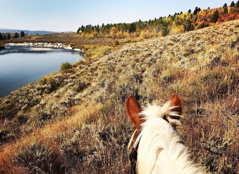 Picture 1 for Activity Jackson Hole: Bridger-Teton National Forest Horseback Ride